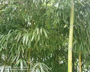 实心竹子品种有哪些