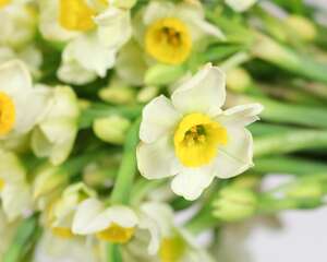 水仙叶子发黄要怎么办