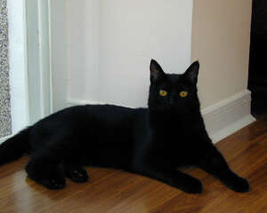 孟买猫图片，孟买猫有什么特点