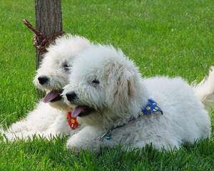 狗狗闻屁股是他们的社交方式