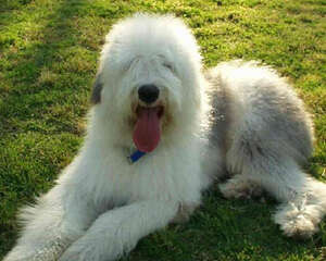 英国古代牧羊犬好养吗