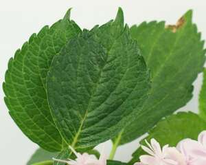 绣球鲜切花怎么养