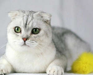 猫传染性鼻气管炎的简介