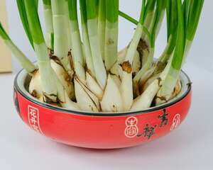水仙花在冬天容易活吗