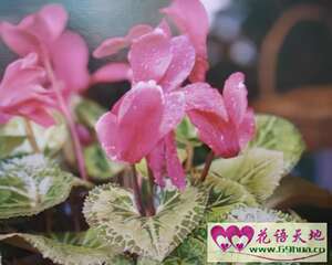 仙客来的花语：喜迎贵客、好客
