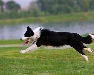 边境牧羊犬好养吗？