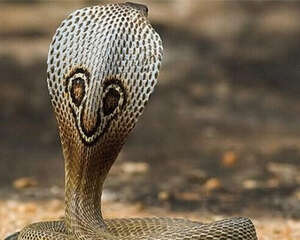 印度眼镜蛇的饲养知识