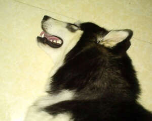 狗狗中毒后哪些事可以做