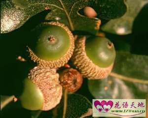 橡树的花语：权威
