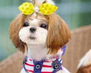 狗狗犬瘟热怎么预防 狗狗犬瘟热症状有哪些