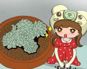 盆里撒一把它，花呼呼长，浇水再也不烂根！