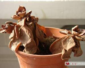 路有冻死骨，看看谁是景天多肉植物中的抗冻冠军？