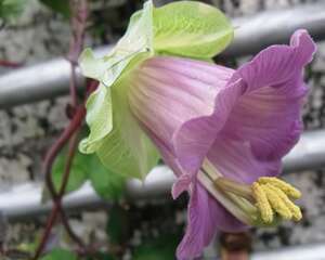 电灯花怎么养