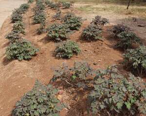 牡丹花夏天怎么养