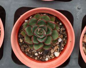 多肉植物常见病害及防治办法大全