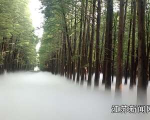 兴化水乡：当年开荒种树 如今梦幻仙境
