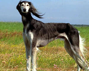 如何知道狗狗生气