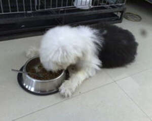 给大型犬喂食的细节建议