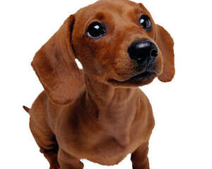 如何安全地接近狗狗