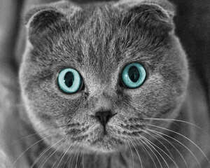猫咪喝奶粉有哪些注意事项