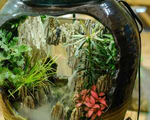 教你打造微型花园