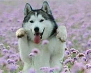 哈士奇挑食怎么办呢