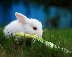 为什么要为兔兔结扎