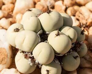 翡翠玉Conophytum calculus,无暇的碧玉~