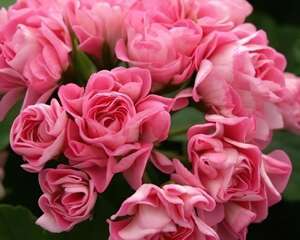 天竺葵粉蔷薇碗图片