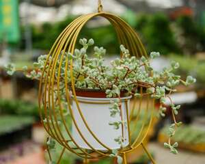 多肉奥普琳娜夏天怎么过