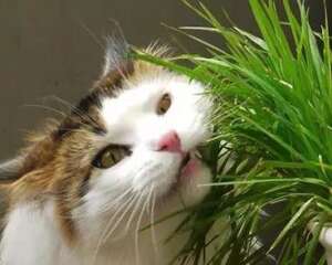 猫草是什么？猫草有什么作用？