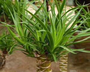 龙血树叶子干枯怎么办