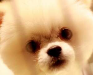 如何训练狗狗不乱吃东西，狗狗拒食训练