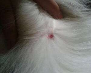 狗狗真菌性皮肤病怎么治疗?