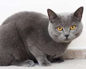 猫咪多久需要驱一次虫