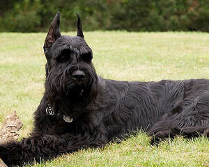 巨型雪纳瑞有多大