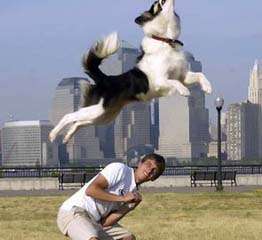 三大原因导致狗狗训练失败