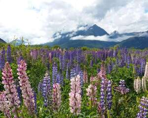 阳台如何养羽扇豆，需要注意什么