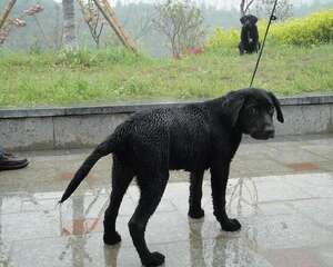 狗狗雨具的的挑选建议