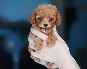 巨型贵宾犬多少钱?这篇文章告诉你!