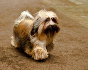 哈威那犬的性格特点