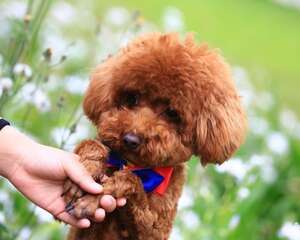 导致泰迪褪色的原因都有哪些？