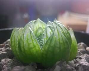 樱水晶 Haworthia cooperi var. picturata