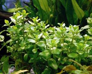 pH值与水草育成的关系