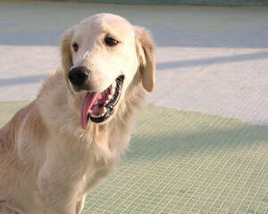 喂金毛常食鸡肝的六大危害