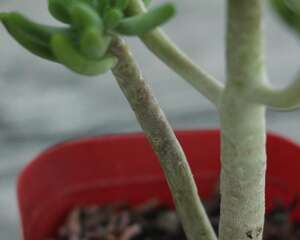 乙女心变软变皱怎么办