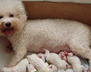 狗狗剖腹产注意事项