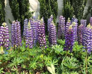 鲁冰花多少天浇一次水