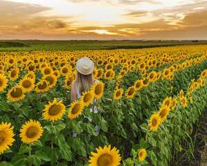 向日葵种子怎么种