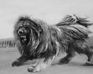 藏獒一只多少钱？藏獒市场价格盘点